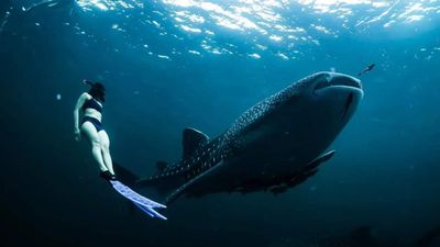 Photo of Amazing Whale Shark Tour Up to 10 passengers 